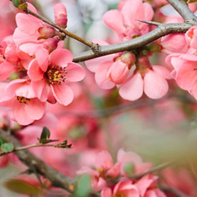 Cherry Blossom (PG) TFA